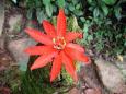 Flor
