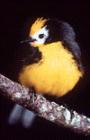Pajarito